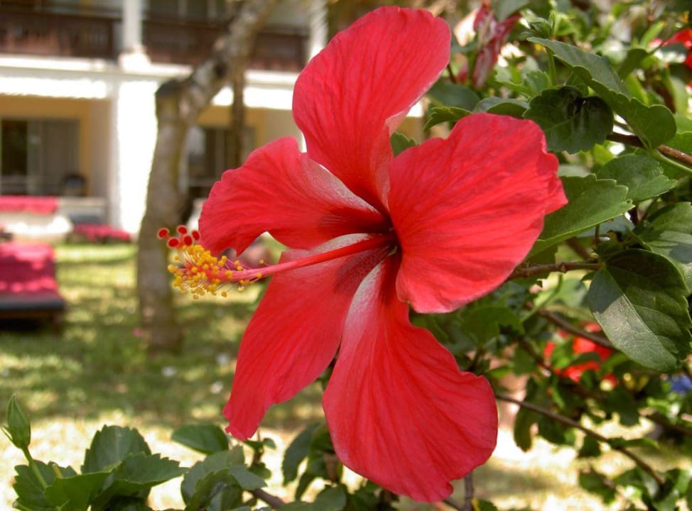 Hotelgarten Hotel Southern Palms Beach Resort