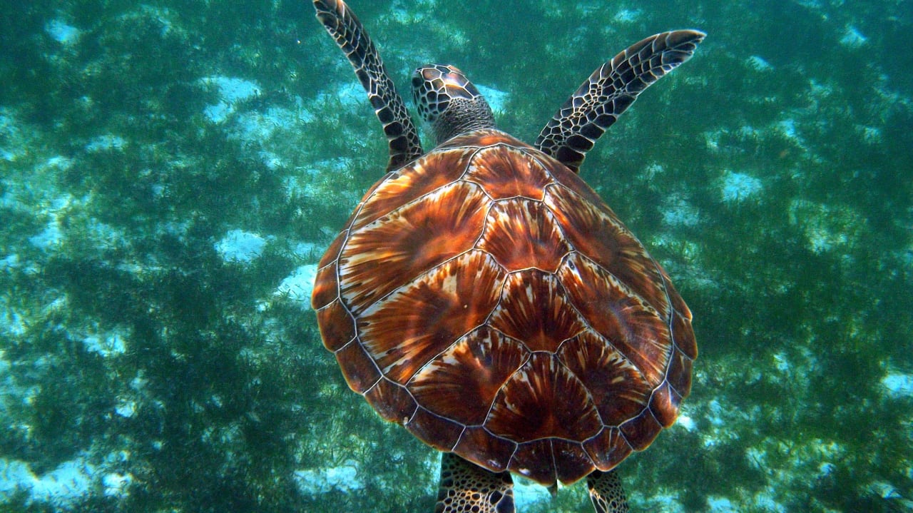 Diese Farben Kuredu Island Resort & Spa