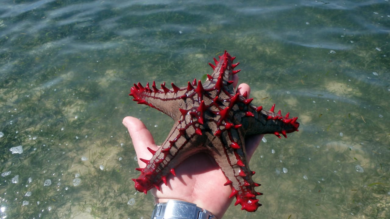 Strand Bahari Beach Hotel