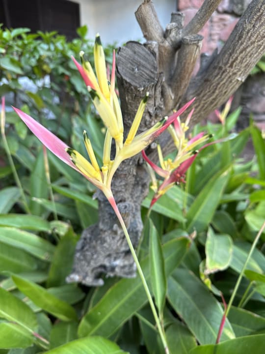 Gartenanlage Hotel Parque Tropical