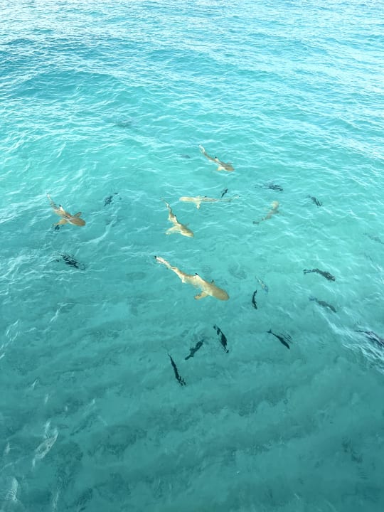 Strand Centara Ras Fushi Resort & Spa Maldives