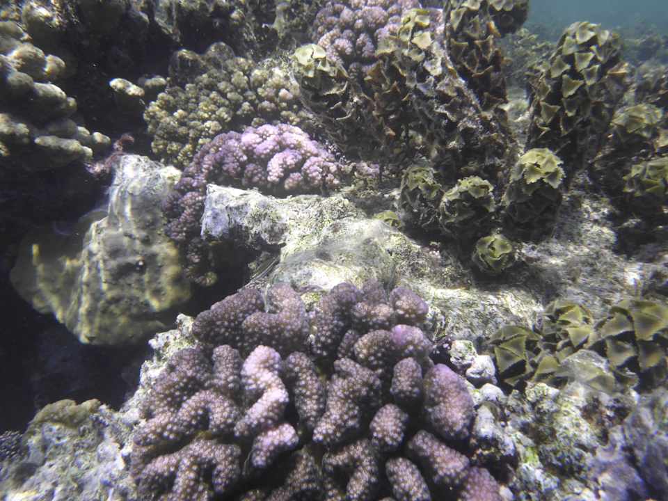 Strand Sentido Reef Oasis Suakin