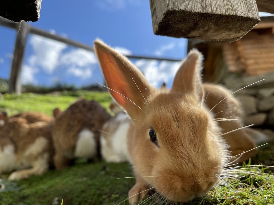 Gartenanlage Wiesenhof