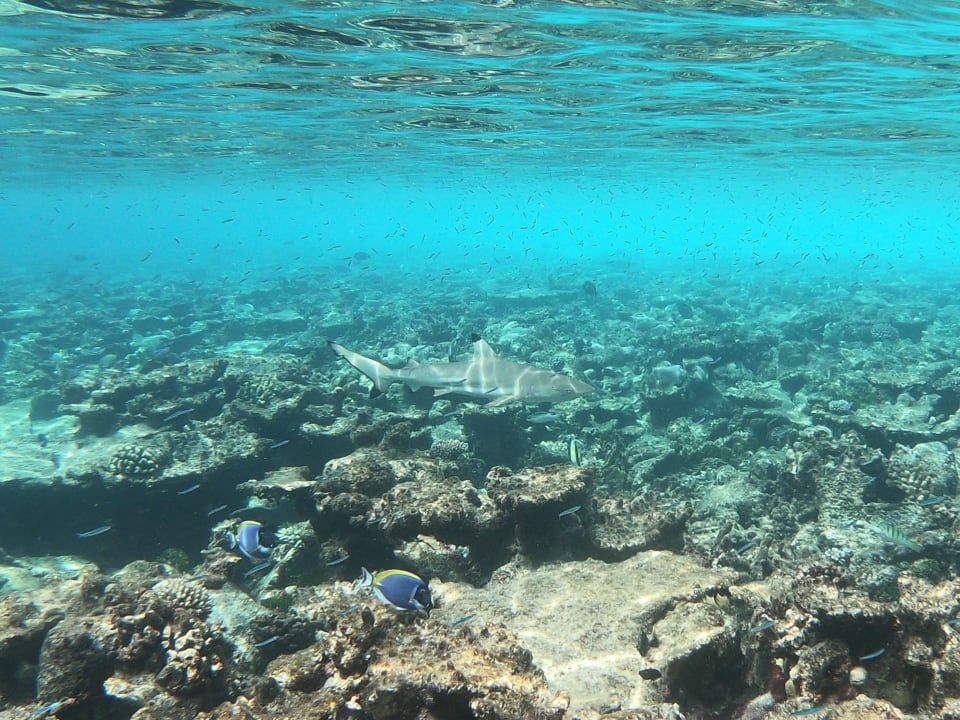 Sport & Freizeit ROBINSON MALDIVES