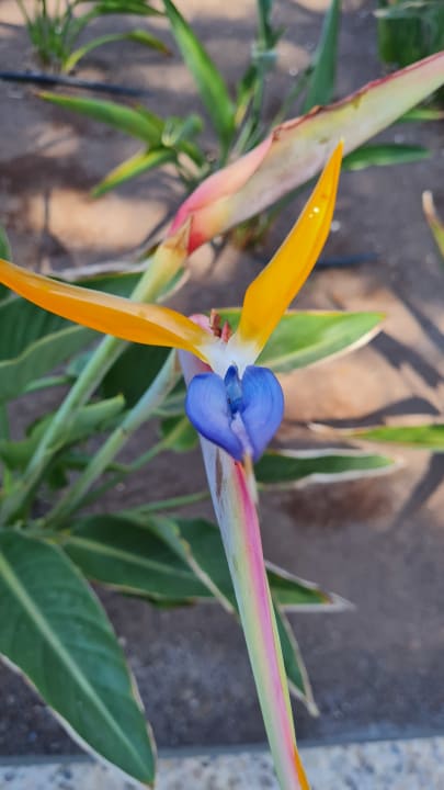 Außenansicht Bull Costa Canaria & Spa - Adults only