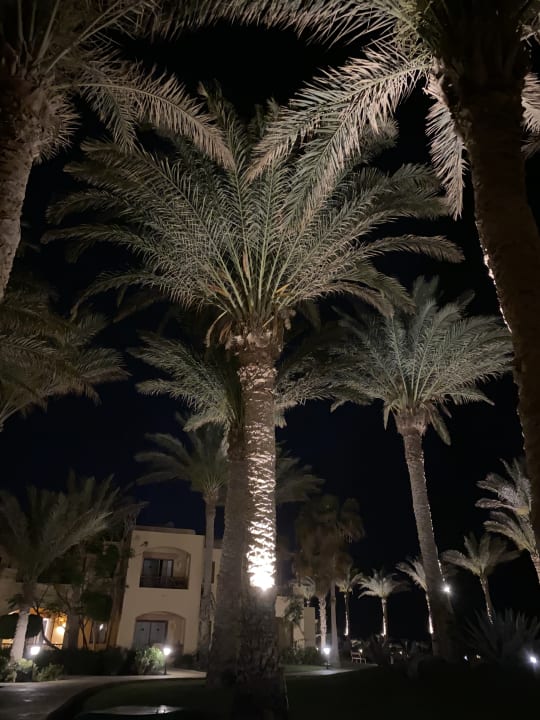 Gartenanlage Steigenberger Coraya Beach - Adults only