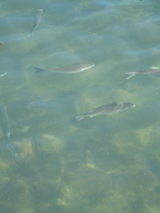 Fische in der Lagune Pickalbatros Dana Beach Resort - Hurghada