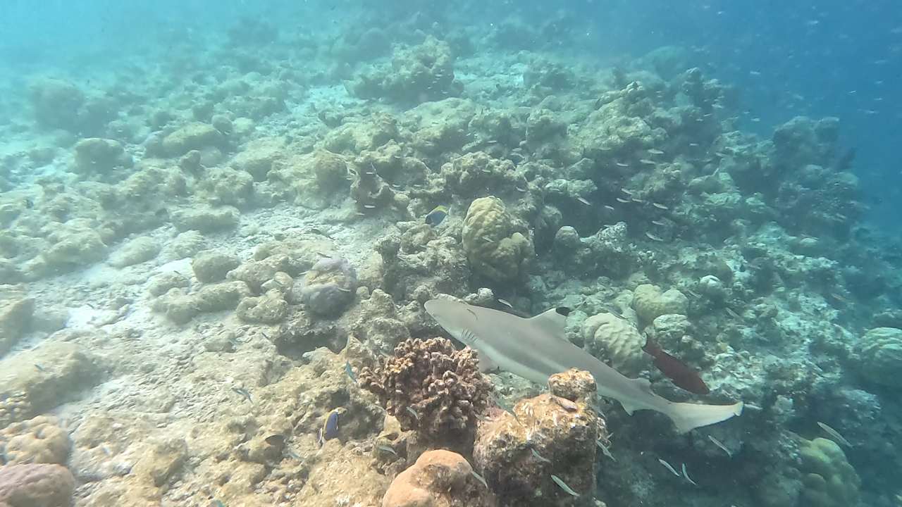 Strand Vilamendhoo Island Resort & Spa