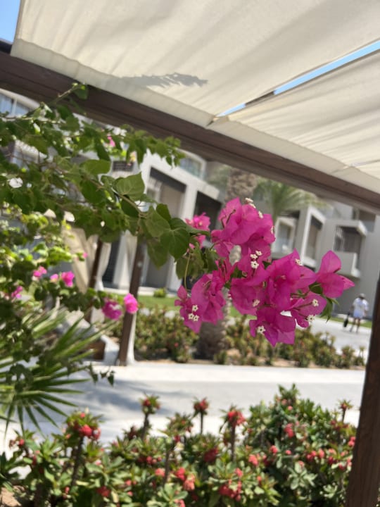 Gartenanlage Steigenberger Resort Ras Soma