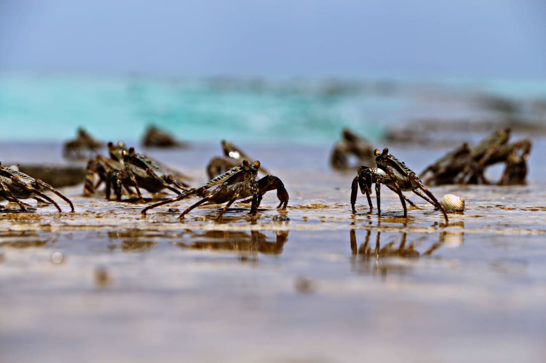 Strandkrabben Adaaran Select Meedhupparu Island Resort - Premium All Inclusive