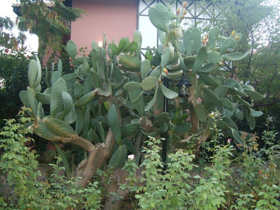 Kakteen in der Gartenanlage Club Dizalya