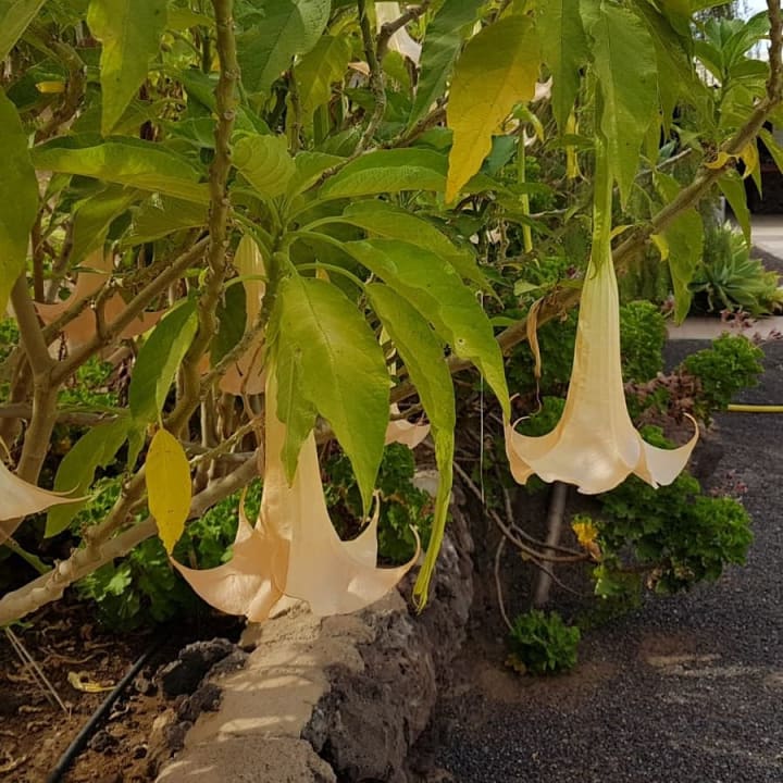 Gartenanlage H10 Las Palmeras