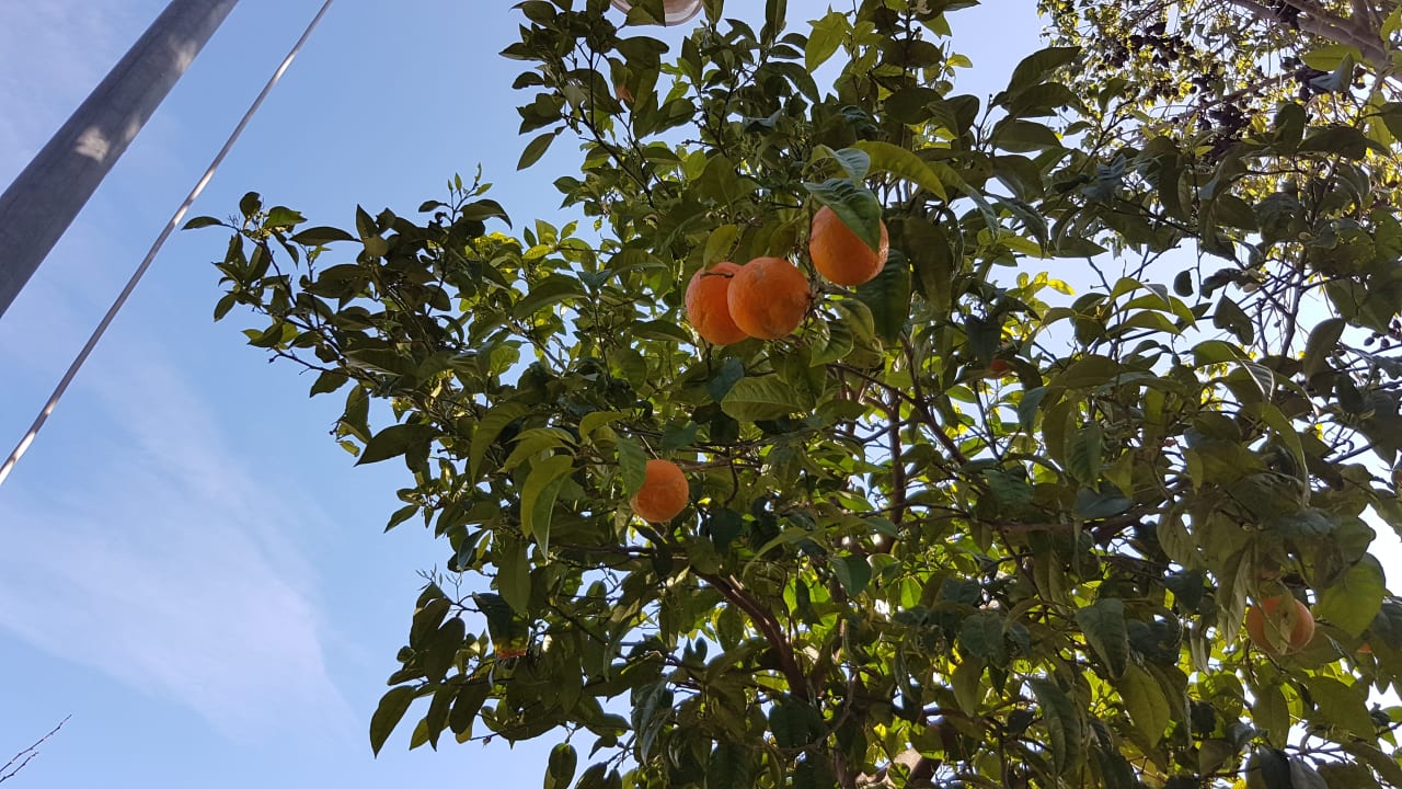 In der Stadt Girne. Mandarinen Baum. Acapulco Beach Club & Resort