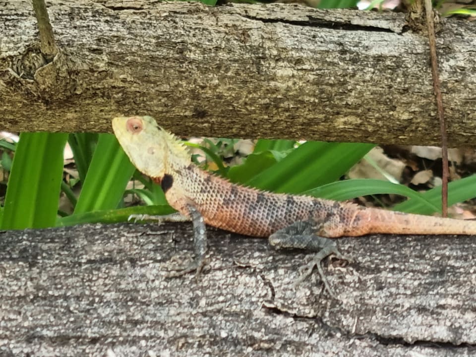 Sonstiges NH Collection Maldives Reethi Resort