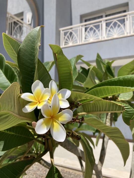 Gartenanlage Lazuli Hotel Marsa Alam