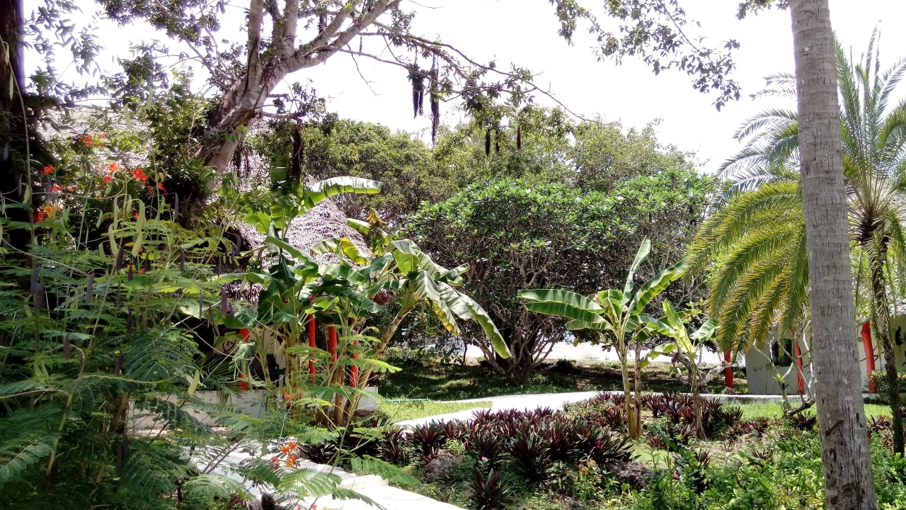 Gartenanlage Hotel Kiwengwa Beach Resort