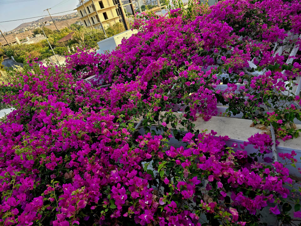 Gartenanlage Knossos Beach Bungalows Suites Resort & Spa