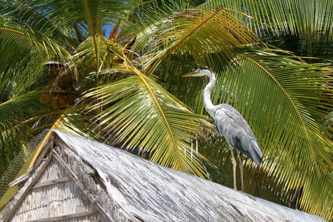 Dauergast am Hotelstrand  Summer Island Maldives
