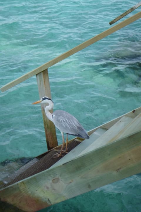 Sonstiges Veligandu Maldives Resort Island