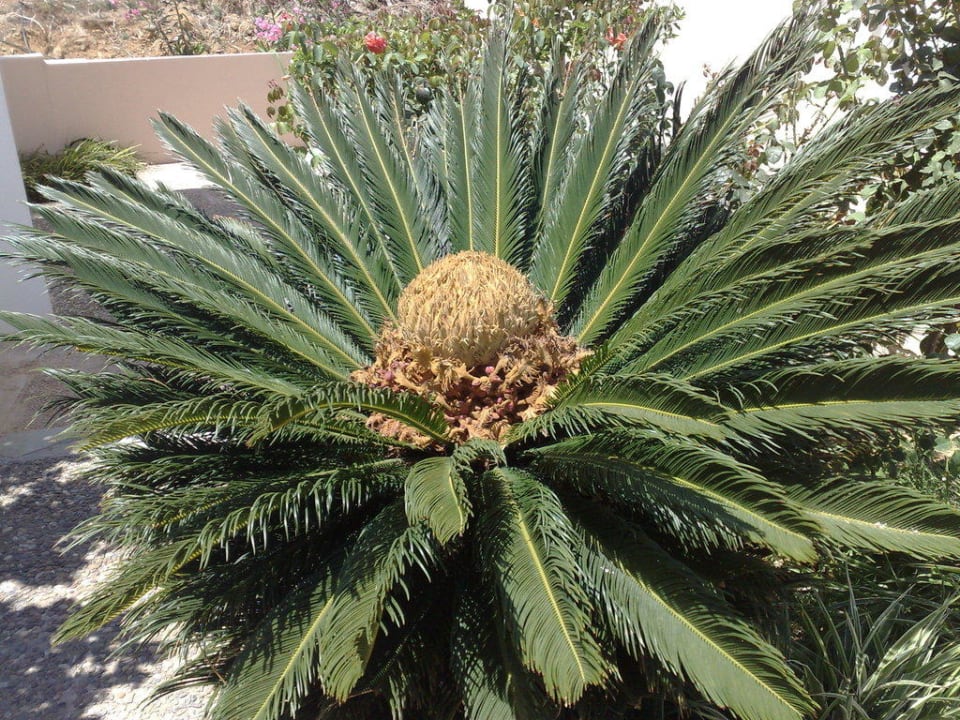 Pflanze Pelagia Bay Hotel