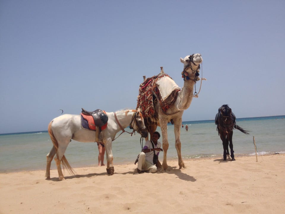 Besuch am Strand Imperial Shams Abu Soma