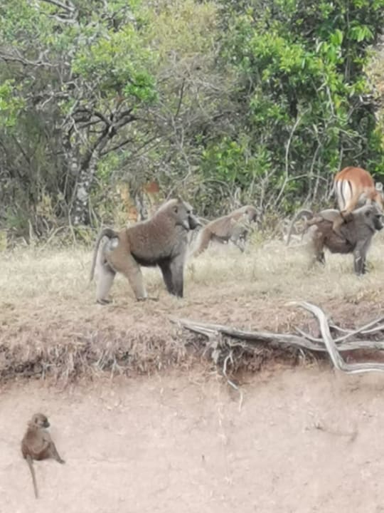 Sonstiges Aruba-Mara Camp