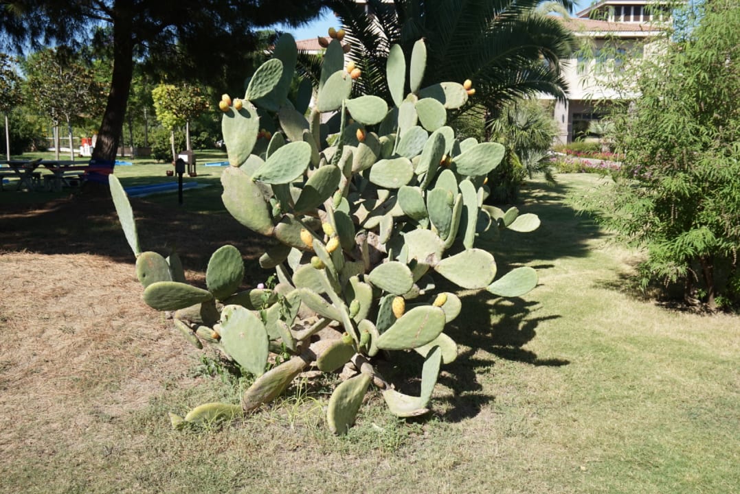 Gartenanlage TUI BLUE Palm Garden