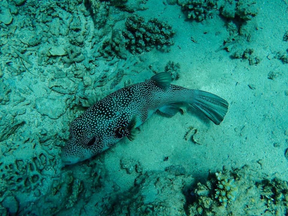 Strand MG Alexander The Great Hotel