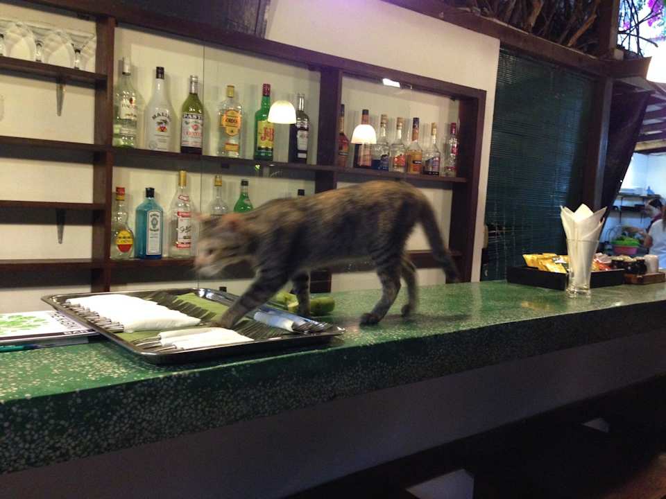 Katzen laufen über das Besteck Hotel The Kabiki