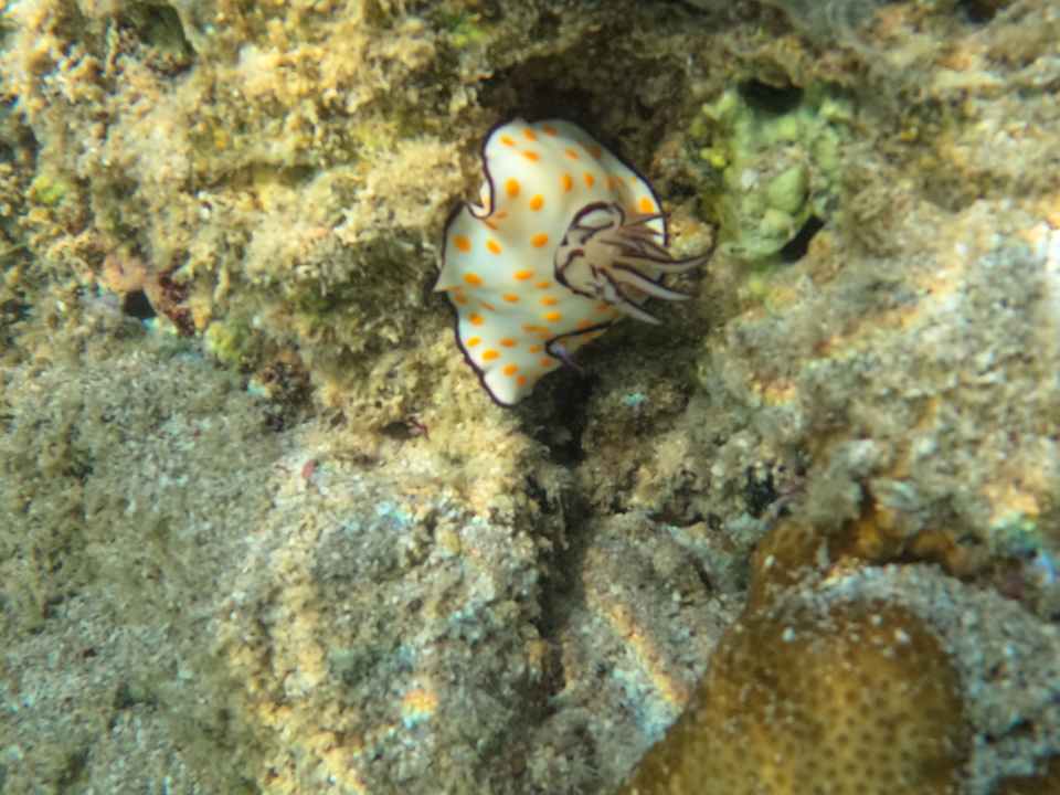 Strand Sentido Akassia Beach