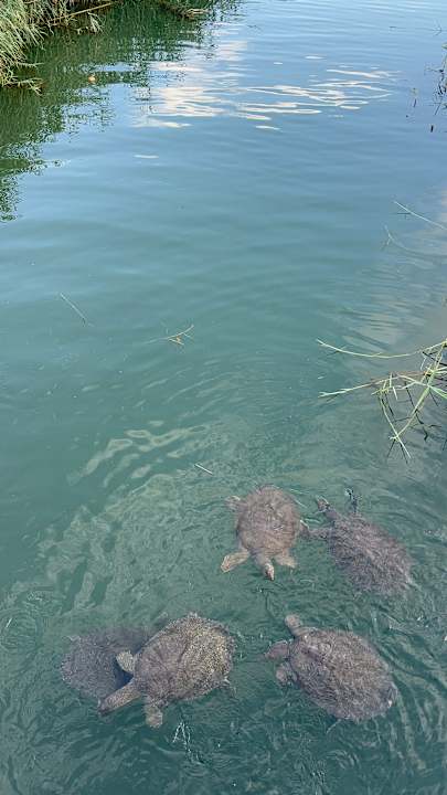 Strand Royal Taj Mahal Hotel