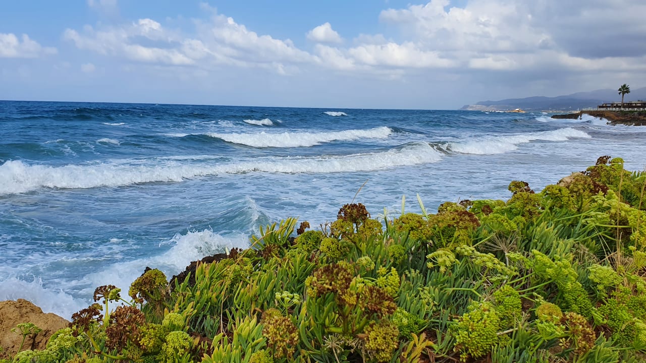 Strand Cactus Mare - Adults only