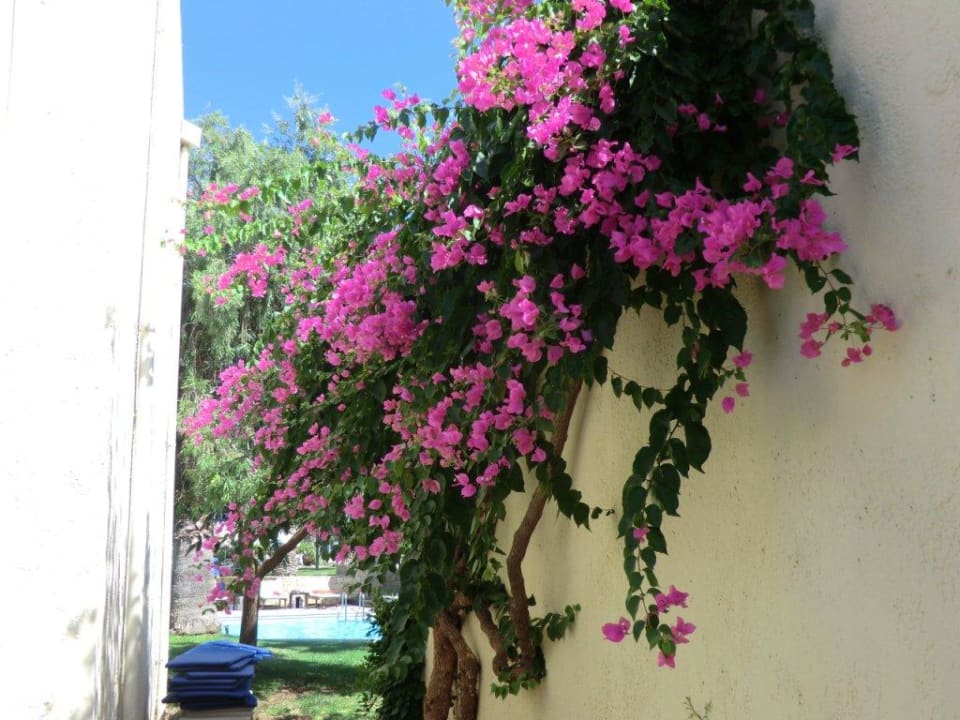 Bunter Strauch Phãea Cretan Malia