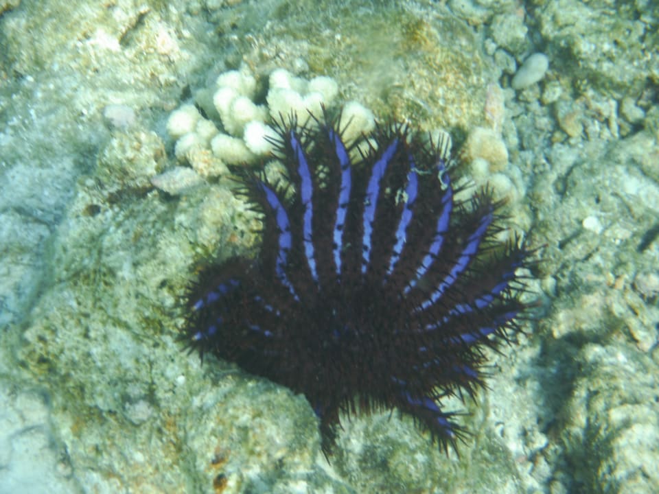 Sport & Freizeit Biyadhoo Island Resort