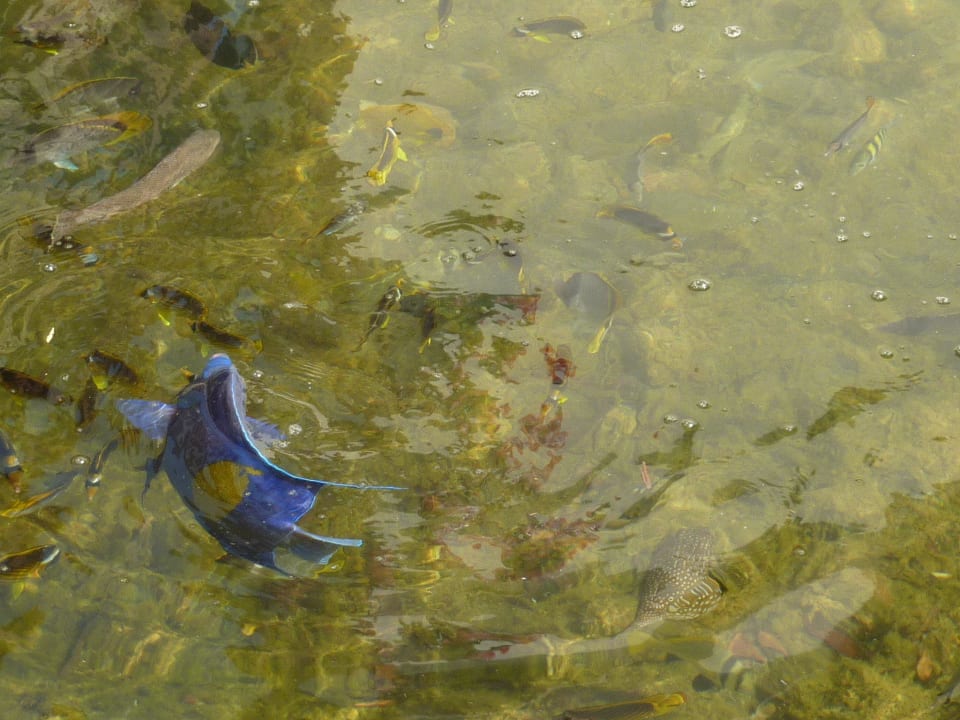 Jeden Tag gefüttert Panorama Bungalows Resort El Gouna