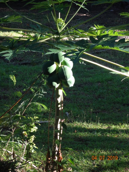 Gartenanlage Papageno Resort