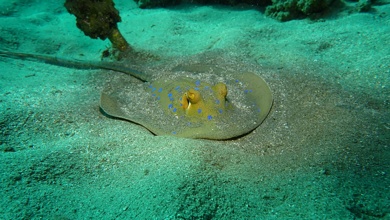 Sport & Freizeit Three Corners Equinox Beach Resort