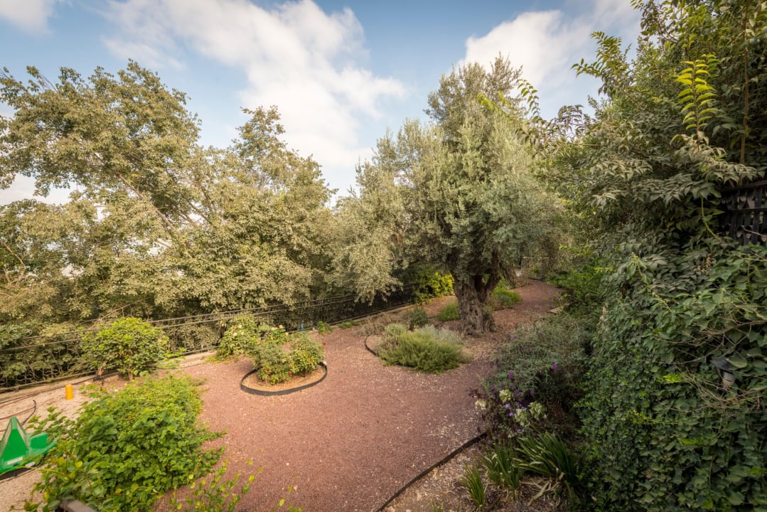 Gartenanlage Ruth Safed Hotel