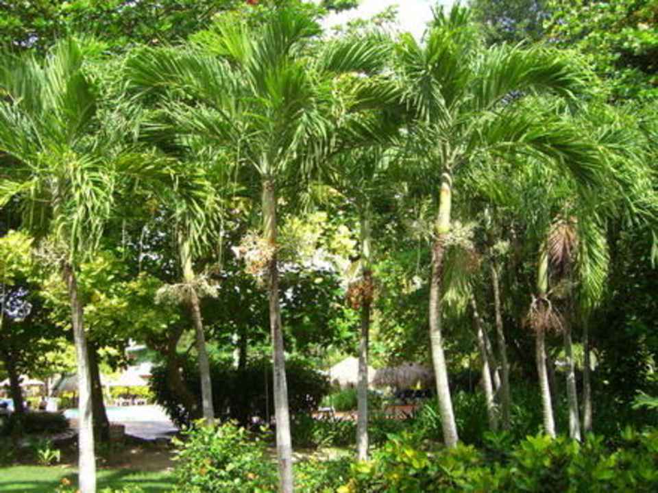 Die Gartenanlage Grand Palladium Select Bávaro Resort & Spa