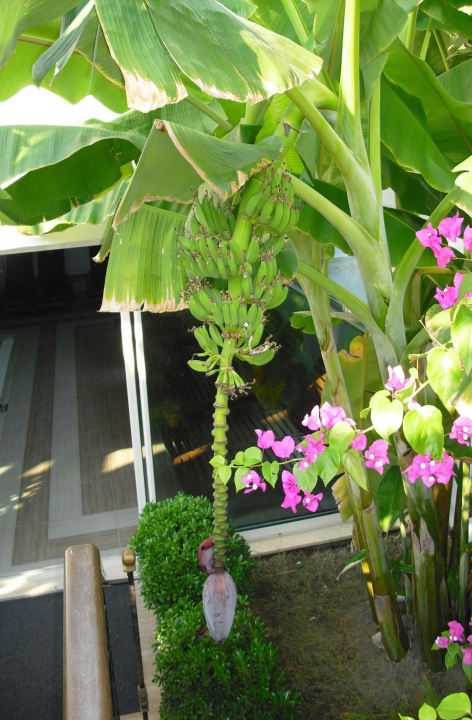 Bananenstaude Onkel Hotels - Beldibi Resort