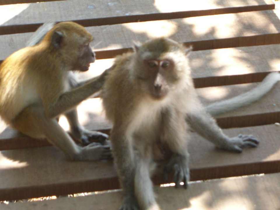 Affen am Strand Aonang Villa Resort