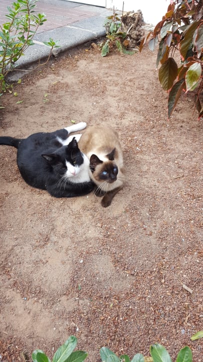 Gartenanlage Apartamentos LIVVO Morromar