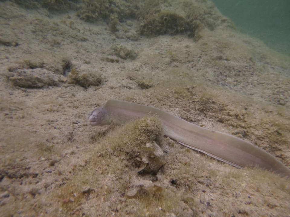 Sport & Freizeit Three Corners Sea Beach Resort