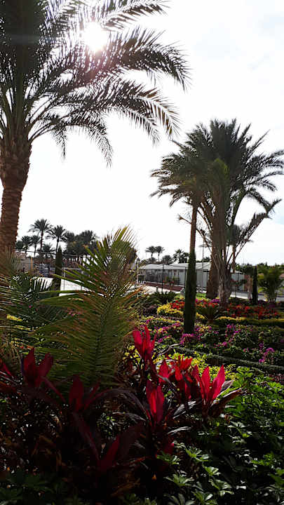 Gartenanlage Pickalbatros Dana Beach Resort - Hurghada