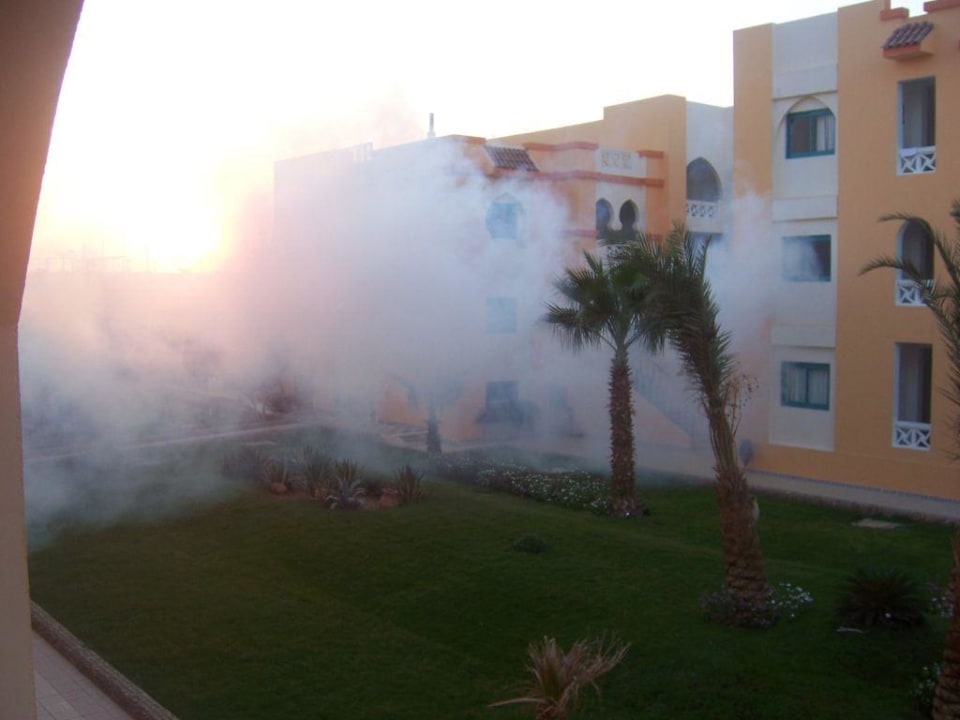 Abendliche Ungeziefer bekämpfung Pickalbatros Aqua Park Resort - Hurghada