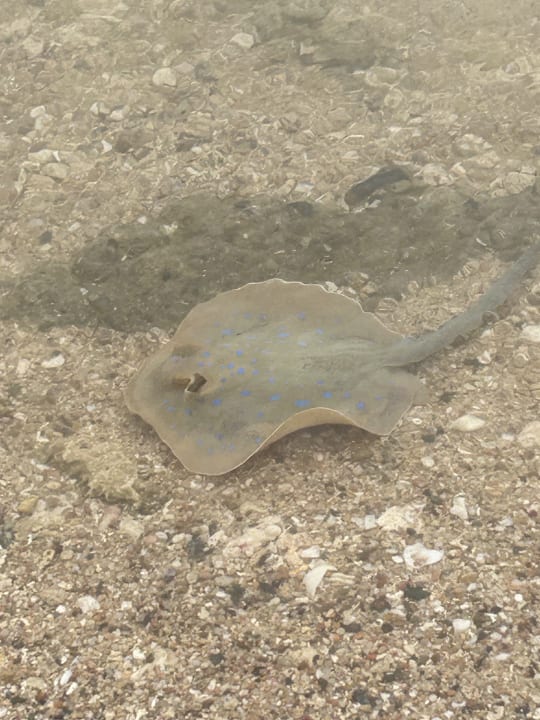 Strand Steigenberger Coraya Beach - Adults only