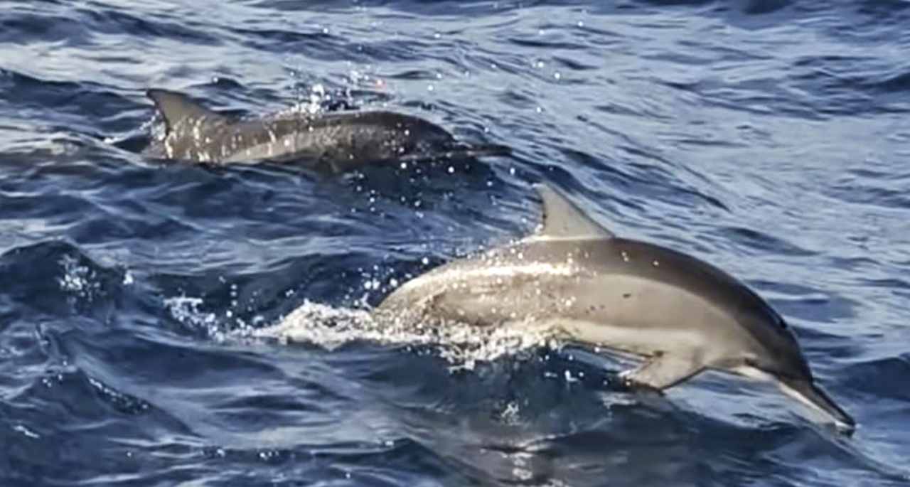 Sport & Freizeit Adaaran Select Hudhuran Fushi - Premium All Inclusive