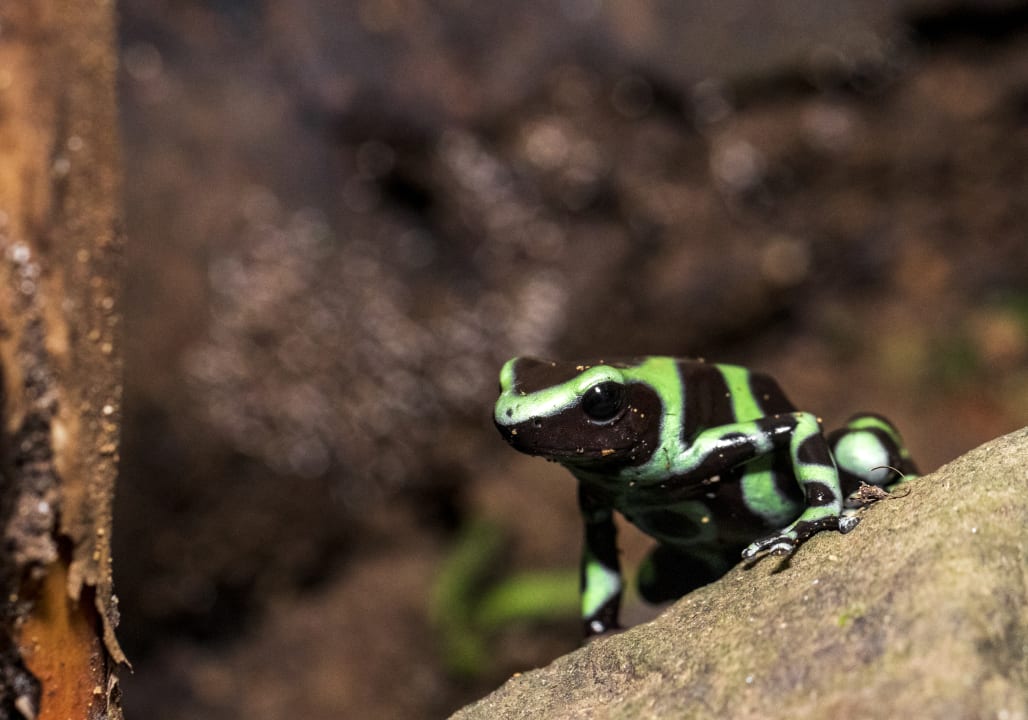 Sport & Freizeit Summit Rainforest & Golf Resort