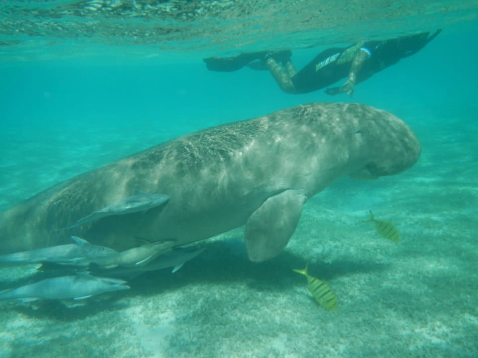 Ein Traum mit der Seekuh geschwommen Pickalbatros Sands Hotel - Port Ghalib