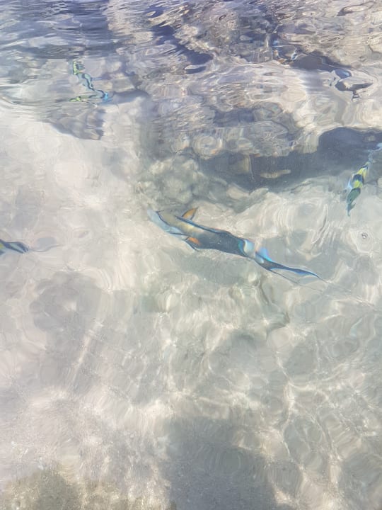 Strand Pickalbatros Citadel Resort